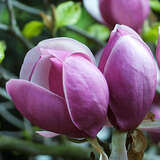 Magnolia soulangeana 'Lennei' - Tulpenmagnolie