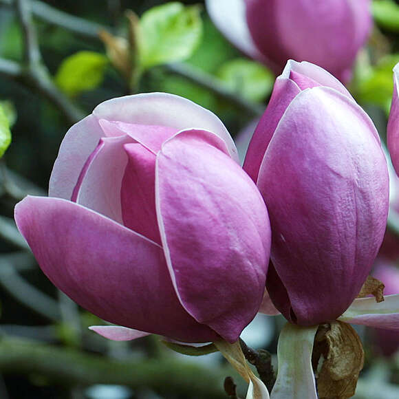 Magnolia soulangeana 'Lennei': Bild 1/6 Magnolia soulangeana 'Lennei': Bild 1/6