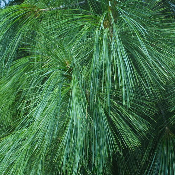 Pinus wallichiana: Bild 2/5 Pinus wallichiana: Bild 2/5