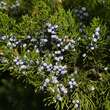 Juniperus virginiana 'Canaertii': Bild 4/4