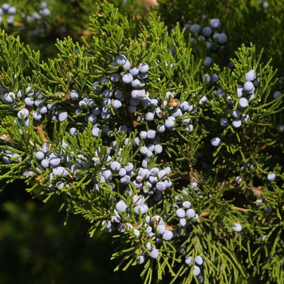 Juniperus virginiana 'Canaertii': Bild 3/5 Juniperus virginiana 'Canaertii': Bild 3/5