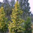 Metasequoia glypt. 'Goldrush': Bild 3/5
