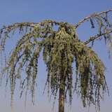 Cedrus libani 'Glauca Pendula' - Hänge-Atlaszeder