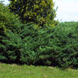 Juniperus sabina 'Blaue Donau': Bild 2/2