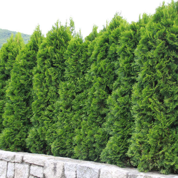 Thuja occidentalis 'Smaragd': Bild 3/11 Thuja occidentalis 'Smaragd': Bild 3/11