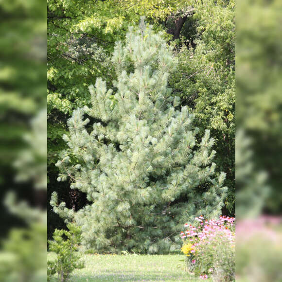 Pinus wallichiana: Bild 5/5 Pinus wallichiana: Bild 5/5