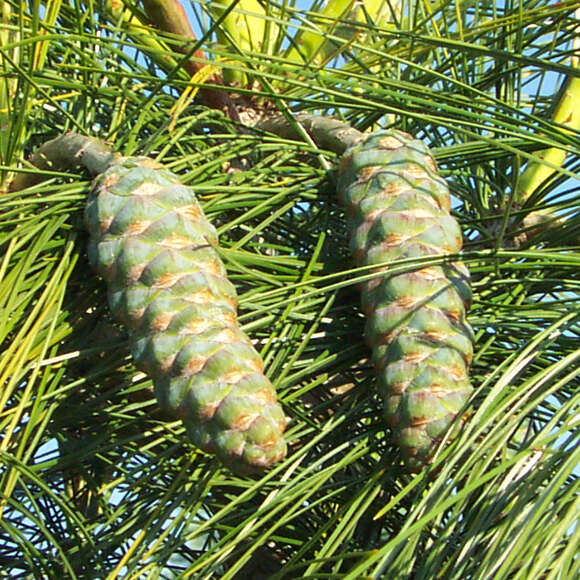 Pinus wallichiana: Bild 4/5 Pinus wallichiana: Bild 4/5