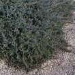 Juniperus horizontalis 'Blue Chip': Bild 3/4