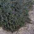 Juniperus horizontalis 'Blue Chip': Bild 3/5