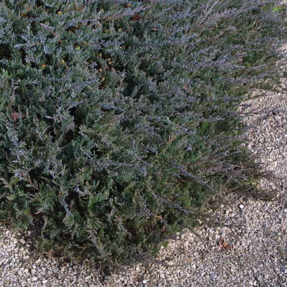 Juniperus horizontalis 'Blue Chip': Bild 3/5 Juniperus horizontalis 'Blue Chip': Bild 3/5