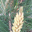 Pinus densiflora 'Pendula': Bild 2/4