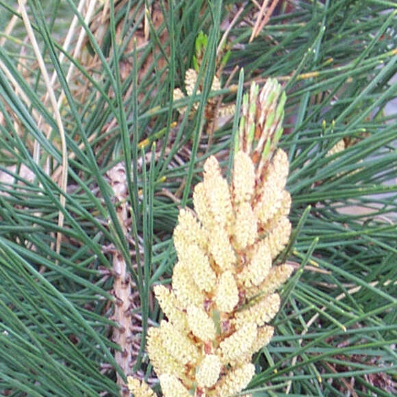 Pinus densiflora 'Pendula': Bild 2/4