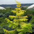 Metasequoia glypt. 'Goldrush': Bild 5/5