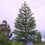 Araucaria araucana - Chilenische Küstentanne