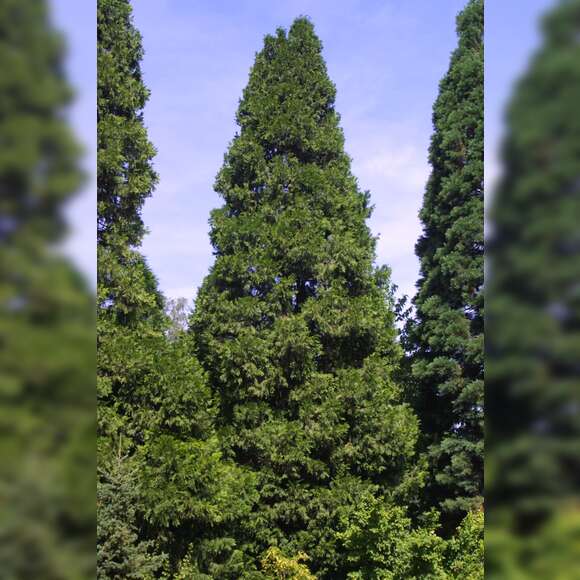 Calocedrus decurrens: Bild 3/3 Calocedrus decurrens: Bild 3/3