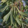Ginkgo biloba 'Saratoga': Bild 3/5