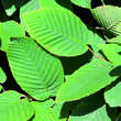 Carpinus cordata: Bild 1/6