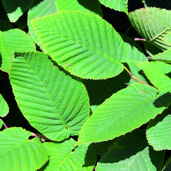 Carpinus cordata