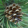 Pinus nigra austriaca: Bild 2/3