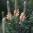 Pinus mugo: Bild 2/4