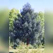 Sequoiadendron giganteum 'Glaucum': Bild 3/3