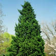 Juniperus chinensis 'Keteleeri': Bild 4/4