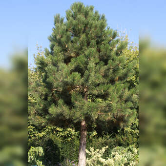 Pinus nigra austriaca: Bild 10/11