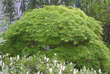 Acer palmatum 'Dissectum': Bild 8/9