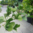 Ginkgo biloba 'Tubifolia': Bild 2/3