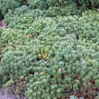 Pinus mugo pumilio: Bild 2/4