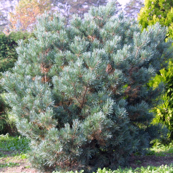 Pinus sylvestris 'Watereri': Bild 5/5 Pinus sylvestris 'Watereri': Bild 5/5