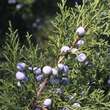 Juniperus chinensis 'Keteleeri': Bild 2/4