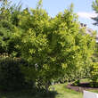 Ginkgo biloba 'Saratoga': Bild 5/5