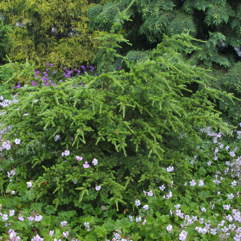 ZwergLibanonzeder Cedrus libani 'Nana'