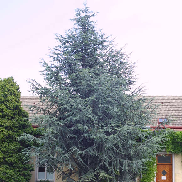 Cedrus libani 'Glauca': Bild 7/13 Cedrus libani 'Glauca': Bild 7/13