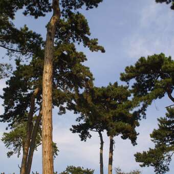 Pinus nigra austriaca: Bild 6/11
