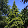 Cedrus deodara: Bild 4/7