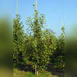 Ginkgo biloba 'Autumn Gold': Bild 4/4