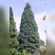 Sequoiadendron giganteum 'Glaucum': Bild 2/3