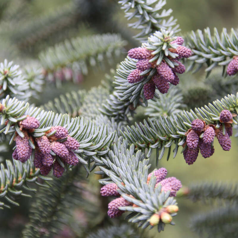 Spanische Tanne - Abies pinsapo
