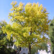 Ginkgo biloba: Bild 5/10