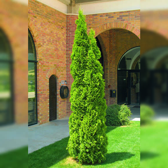 Thuja occidentalis 'Smaragd': Bild 6/11 Thuja occidentalis 'Smaragd': Bild 6/11