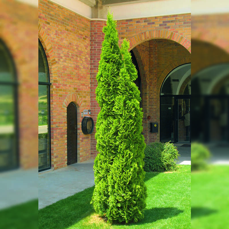 Smaragd-Sulenthuje (Thuja occidentalis 'Smaragd') grn kaufen | Praskac