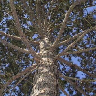 Pinus nigra austriaca: Bild 7/11