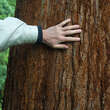 Sequoiadendron giganteum: Bild 2/7