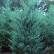 Juniperus virginiana 'Burkii': Bild 2/2