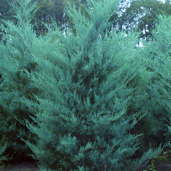 Juniperus virginiana 'Burkii': Bild 2/2 Juniperus virginiana 'Burkii': Bild 2/2