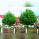 Feldahorn - Acer campestre