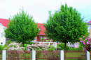 Acer campestre - Feldahorn