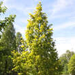 Metasequoia glypt. 'Goldrush': Bild 2/5